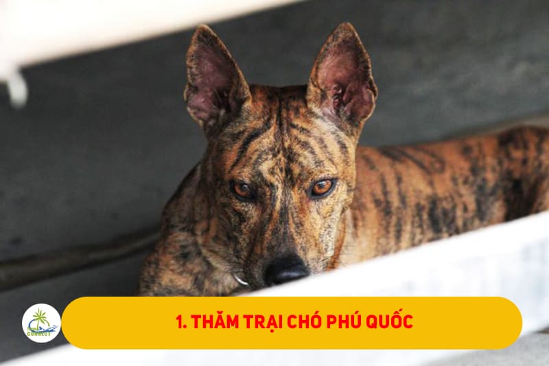Tham-trai-cho-Phu-Quoc